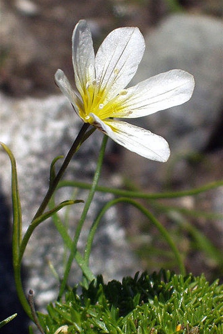 The Snowdon Lily