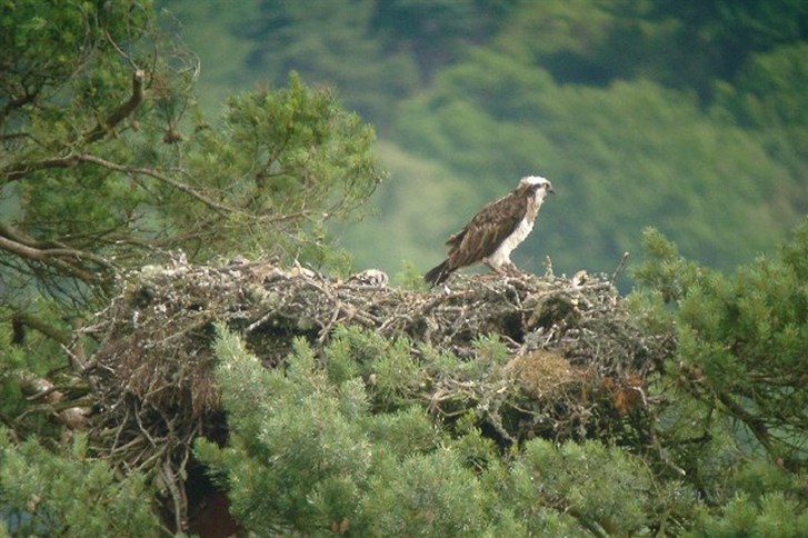 An Osprey in the UK