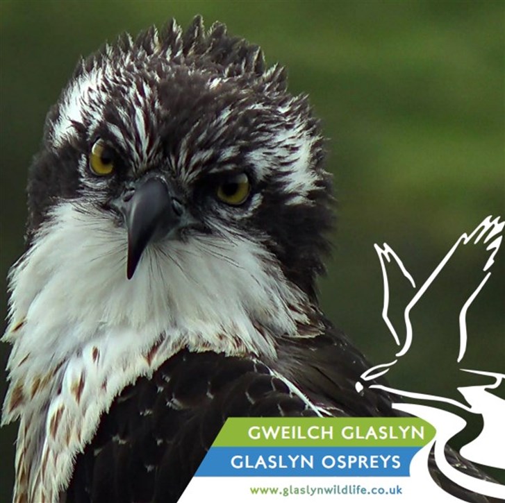 Glaslyn Ospreys