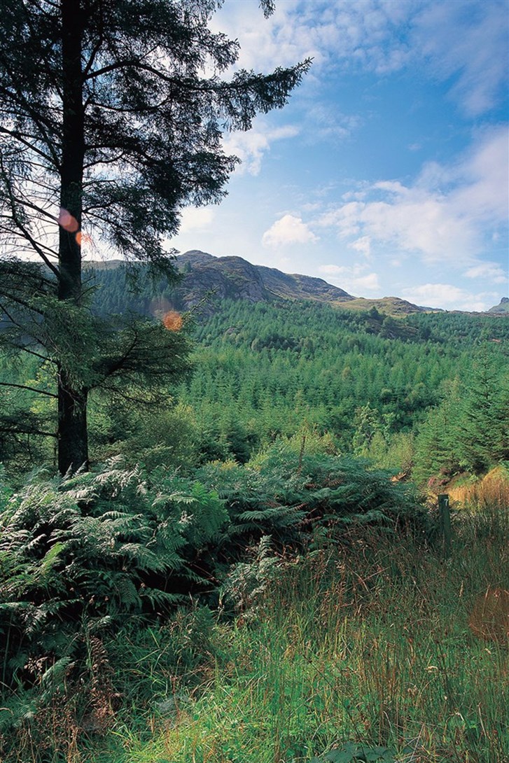 Beddgelert Forest