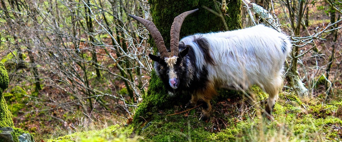 Holidays in Beddgelert